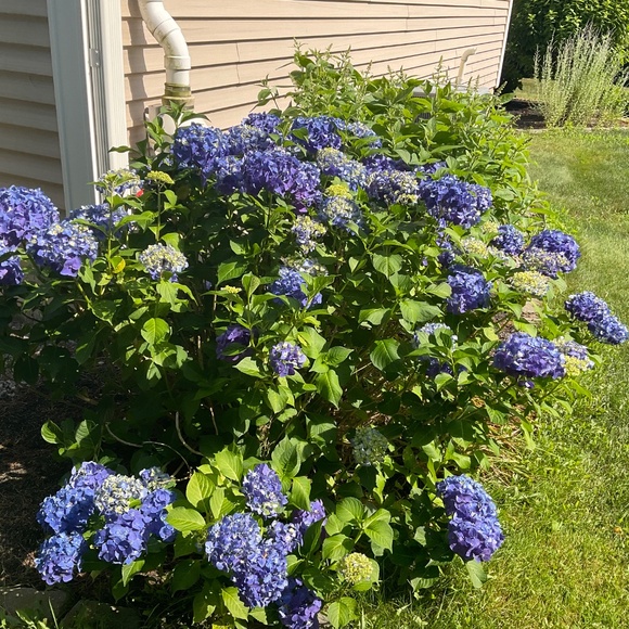 Meet your Posher, Amanda - Picture 2 of 2